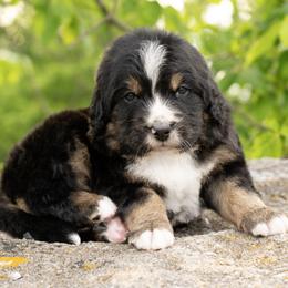 Soren - Tri-color male Bernedoodle puppy in Pulaski, Tennessee from My Fair Doodles