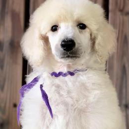 Poodle Puppies from Kissme Standard Poodles