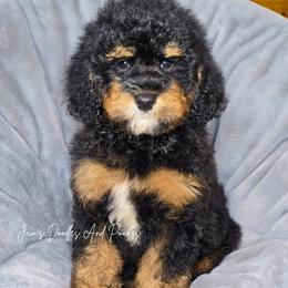 Blacktip - Tri-color male Bernedoodle puppy in Cleveland, Georgia from Jam's Doodles And Poodles