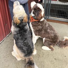 Aussiedoodle and Australian Shepherd All Grown Up from Silvercreek Aussies and Aussiedoodles
