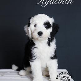 Hyacinth Bridgerton - Black and white female Sheepadoodle puppy in Edmond, Oklahoma from Rock N Roll Doodles