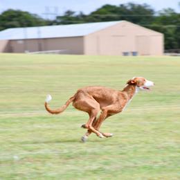 Ibizan Hound Puppies from AirO'Doe Ibizans