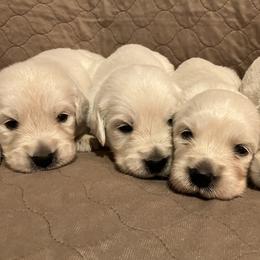 Boy 1 - Light golden male Golden Retriever puppy in Clinton, South Carolina from Happy Home English Cream Golden Retriever Breeders of SC