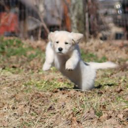 Golden Retriever Puppies from Golden Barnes Kennel