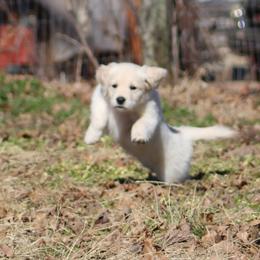 Golden Retriever Puppies from Golden Barnes Kennel