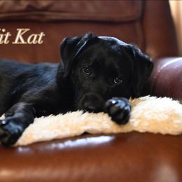 Kit Kat - Labrador Retriever
