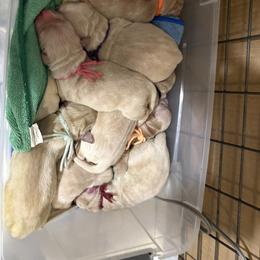 Boy 4 - male Golden Retriever puppy in Yuba City, California from Family Loved Golden Retrievers