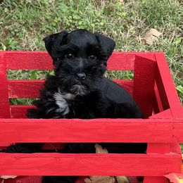 Miniature Schnauzer Puppies from Priscilla's Miniature Schnauzers