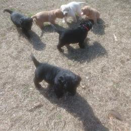 Nugget - Yellow male Labrador Retriever puppy in Prince George, Virginia from Kingdom Kenelz Labradors