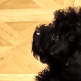 Poodles from Poodles
