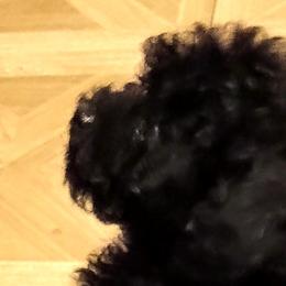 Poodles from Poodles