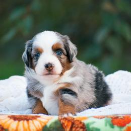 Posie - Blue merle female Miniature American Shepherd puppy in Chocowinity, North Carolina from Foxtail Hollow