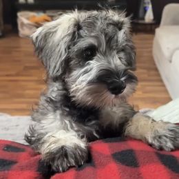 Oakley - Black and silver male Miniature Schnauzer puppy in Akeley, Minnesota from Great Northern Schnauzers