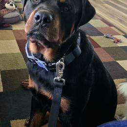 Border Collie and Rottweiler Puppies from K&R RANCH KENNELS