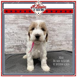 Mae - Parti female Goldendoodle puppy in North Conway, New Hampshire from Arbor Grace Doodles