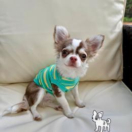 Rue 7000 - Chocolate sabled fawn male Chihuahua puppy in Naples, Florida from Naples Tiny Dogs