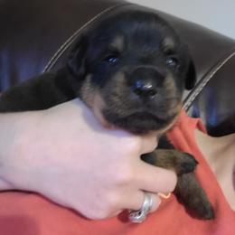 Rottweiler Puppies from Von Haus of Pearl