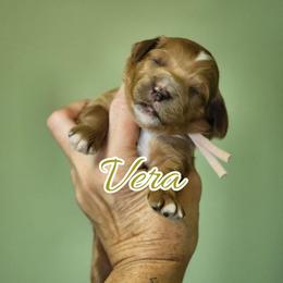 Vera - Apricot female Goldendoodle puppy in Humboldt, Minnesota from Sister Doodles