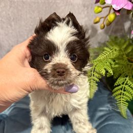 Bernie Biro - Chocolate, tan and white male Yorkshire Terrier puppy in California from Yorkie & Maltese Royalty
