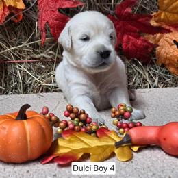 Dulci boy 4 - Light golden male Golden Retriever puppy in Niles, Michigan from Composer Goldens