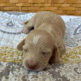 Elmo - Cream male Dachshund puppy in Dobson, North Carolina from Oakleys Dachshund Haven