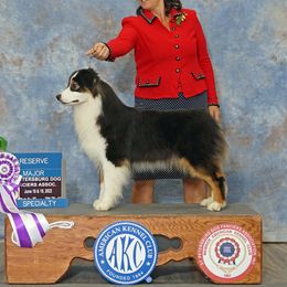 Harlot - Australian Shepherd