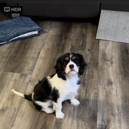Cavalier King Charles Spaniel Puppies from Cavy Love