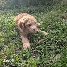Jasper - Buff male Cockapoo puppy in Sunset, Louisiana from Cano Cockapoos