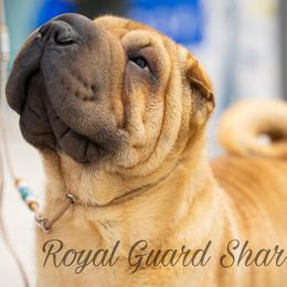 Chinese Shar-Pei from Royal Guard Shar Pei