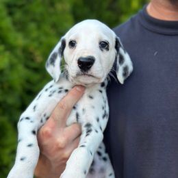 Rolly - White and black male Dalmatian puppy in Mount Vernon, Washington from Pawsitively Spotted