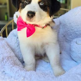 Please read the description - Black tri-color female Australian Shepherd puppy in Georgetown, California from Foothill Aussies