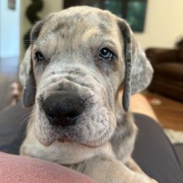 Great Dane Puppies from Diamond Danes of Atlanta
