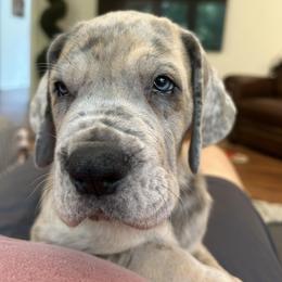 Great Dane Puppies from Diamond Danes of Atlanta
