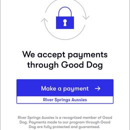 Miniature Australian Shepherd, Shih Tzu, and Toy Australian Shepherd Puppies from River Springs Aussies