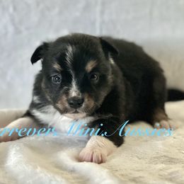 Boy 1 - Black tri Miniature Australian Shepherd puppy in Visalia, California from Furrever.Mini.Aussies.llc