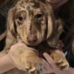 Chocolate dapple - Chocolate and cream female Dachshund puppy in Ethel, Washington from Mickey's Miracle Doxies