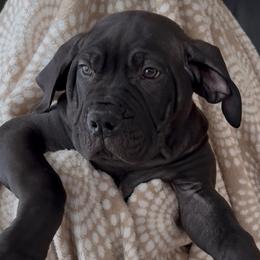 Purple collar female - Black female Boerboel puppy in Rockford, Illinois from Adoraboerboels
