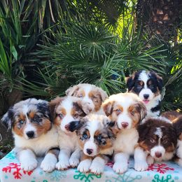 Australian Cattle Dog and Australian Shepherd Puppies from Silver Bitch Stables