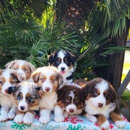 Australian Cattle Dog and Australian Shepherd Puppies from Silver Bitch Stables