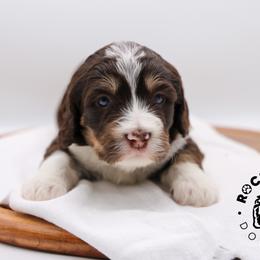 Juniper - Tri-color female Bernedoodle puppy in Edmond, Oklahoma from Rock N Roll Doodles