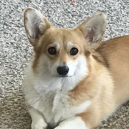Emma - Pembroke Welsh Corgi