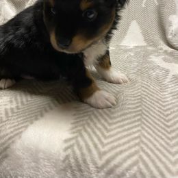 Puppy #3 - Black tri Toy Australian Shepherd puppy in Prairie City, Oregon from Toy Aussies