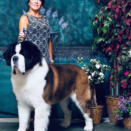 Saint Bernard puppies from Mt.Harmony Saint Bernards
