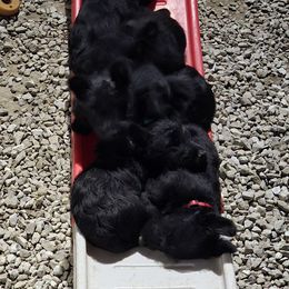 Scottish Terrier Puppies from Scotties By Stout