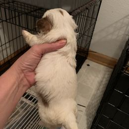 Shih Tzu Puppies from Dorothy Agrippino's Shih Tzus