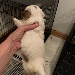 Shih Tzu Puppies from Dorothy Agrippino's Shih Tzus