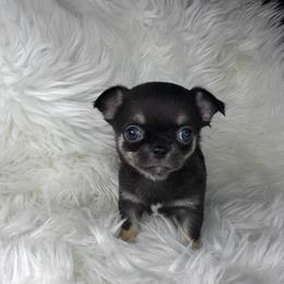 Black and Tan Girl - Black and tan female Chihuahua puppy in Fargo, North Dakota from Wild Prairie Chihuahuas