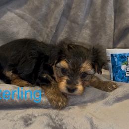 Sterling - Black & tan tri-color male Morkie puppy in Seneca, Missouri from M.Y. Morkies and Yorkies