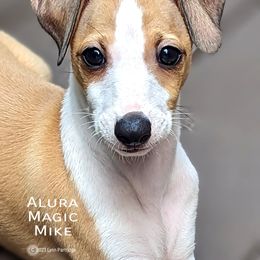 Italian Greyhound Puppies from Alura Italian Greyhounds