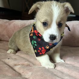 Black collar - White and fawn female Pembroke Welsh Corgi puppy in Apopka, Florida from Connie’s Corgies